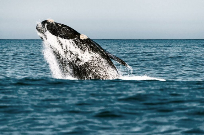 kinh nghiệm ngắm cá voi ở reykjavik và top 5 địa điểm lý tưởng