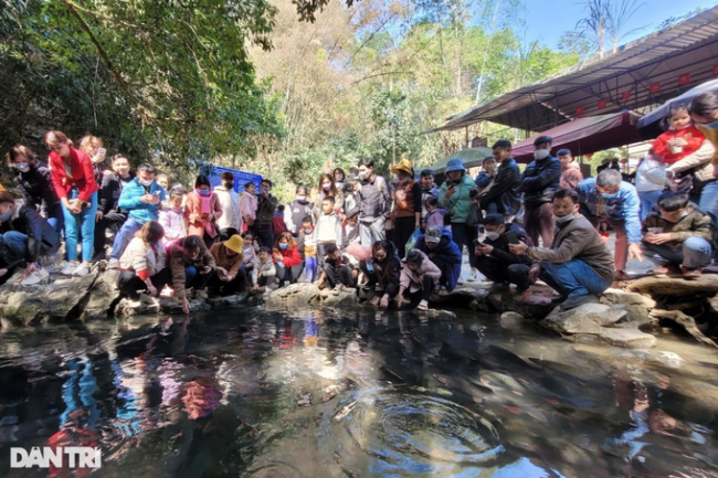 cam luong commune, cam thuy district, god fish, good luck new year, thanh hoa province, traveler, crowded with thousands of people admiring the “terrible” fish in thanh hoa