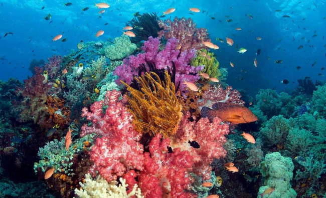 lặn ngắm san hô phú quốc đẹp tới ngẩn ngơ