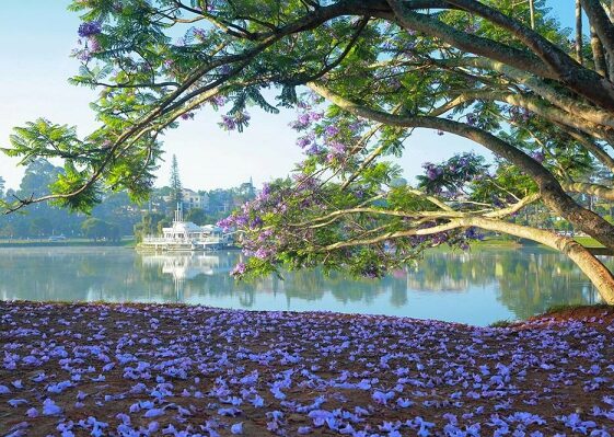 mùa hoa phượng tím đà lạt và những cung đường ngắm hoa đẹp nhất 2023