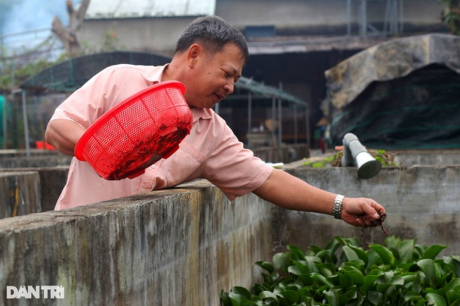 black post snail farming, dien ban town, dien quang commune, xuan ky village, raising black specialties, and eating all cheap things, the farmer lives well