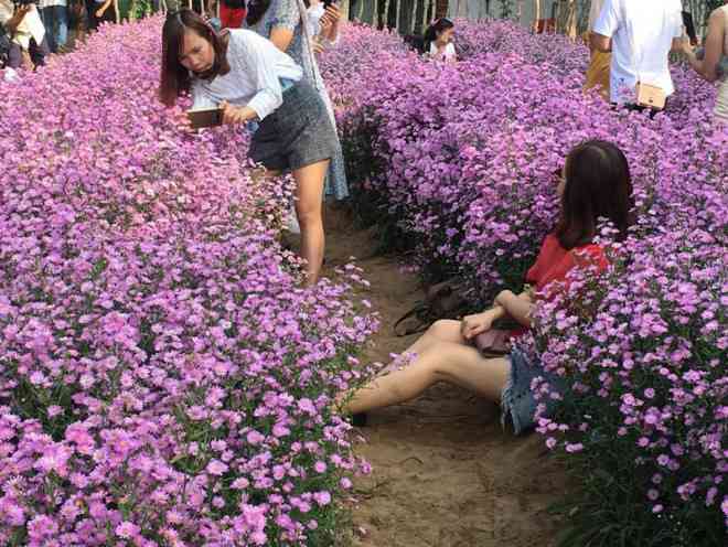 nghỉ dưỡng, vườn hoa thạch thảo cần thơ – điểm check-in siêu hot 2022