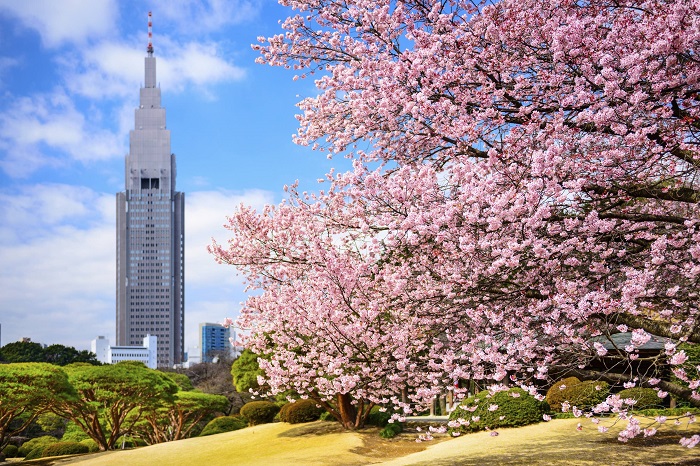 mùa xuân này, ngắm hoa anh đào ở tokyo nhuộm hồng khắp vùng trời