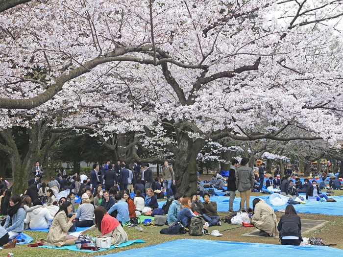 mùa xuân này, ngắm hoa anh đào ở tokyo nhuộm hồng khắp vùng trời