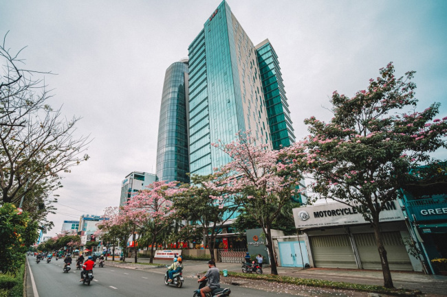 ho chi minh city tourism, pink lily, early blooming pink lily season in ho chi minh city