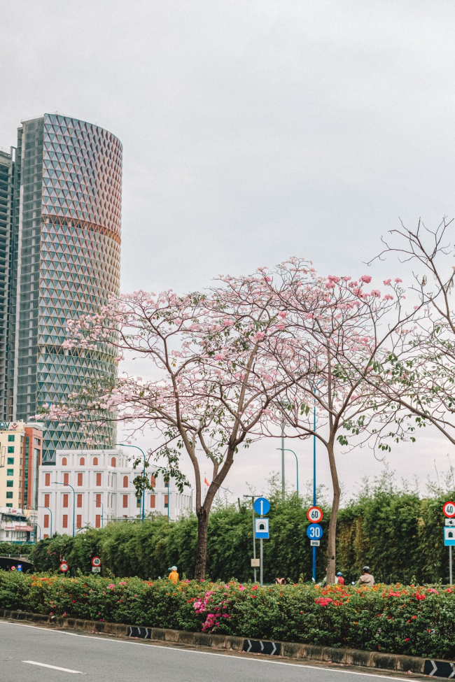 ho chi minh city tourism, pink lily, early blooming pink lily season in ho chi minh city