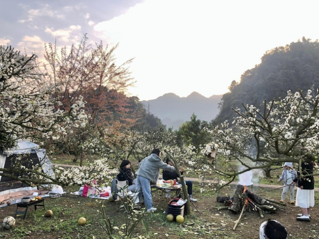 atmosphere, moc chau, moc chau plateau, moc chau plum blossom, natural scenery, plum blossom, pristine beauty, vinlove.net, let’s go camping in the middle of a blooming plum garden in moc chau