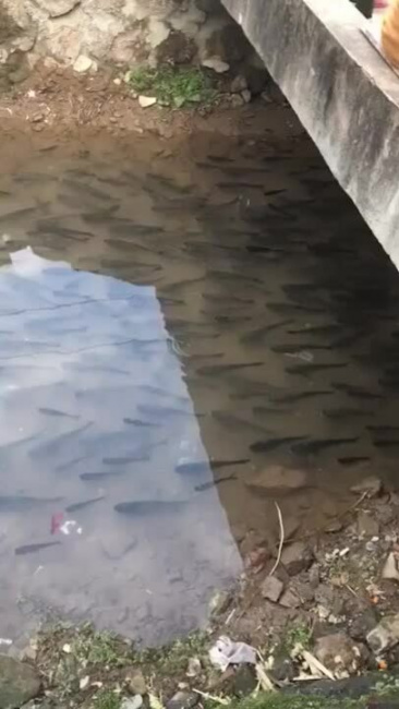 Đàn cá bất động trong mương nước
