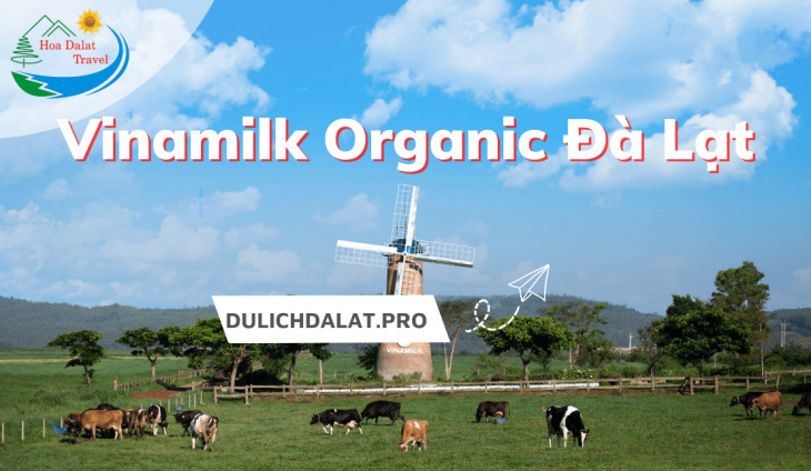 địa điểm,   												tham quan nông trại bò sữa vinamilk organic đà lạt chuẩn châu âu