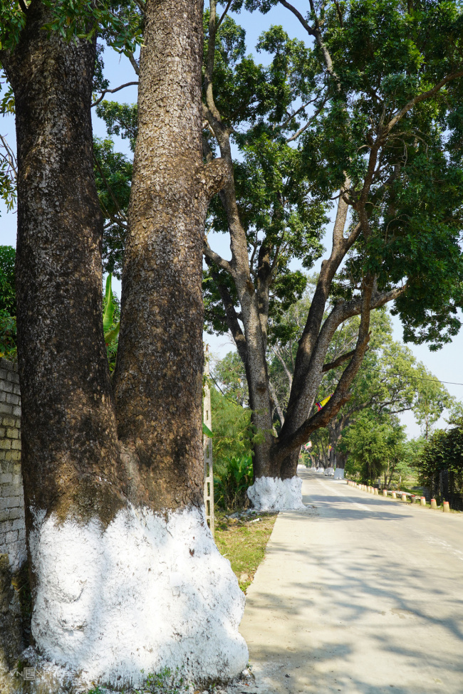 ancient mother of pearl, french colonial period, heritage treenua mountain, thanh hoa, where ba trieu uprising, the unique rows of mother-of-pearl trees over a hundred years old in thanh
