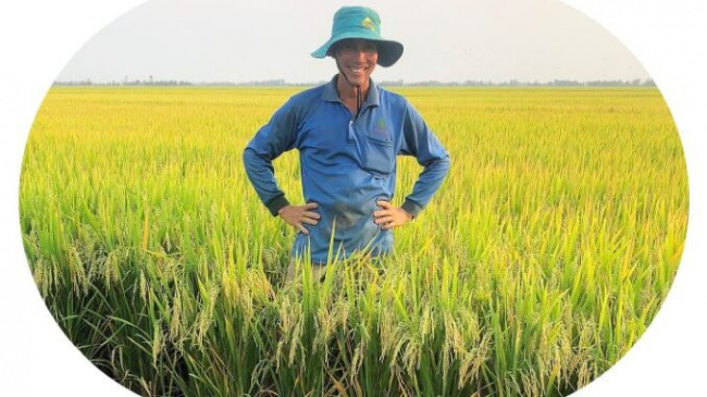 lai vung district, becoming a billionaire from a passion for growing rice
