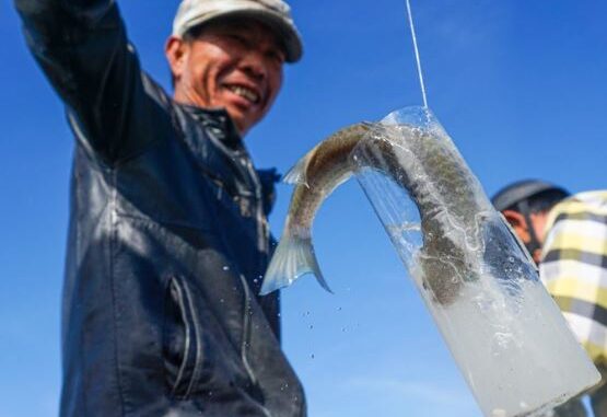 danang, gunner, mullet fishing, unique, the unique trick to “hunt” white fish, only swimming straight