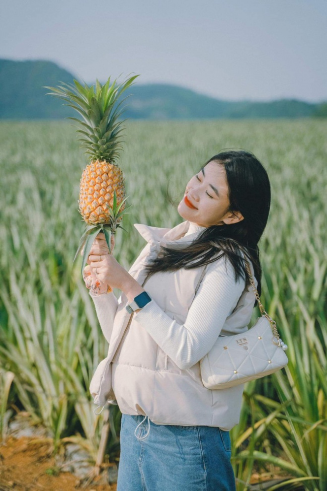 chekin, ninh binh, pineapple hill, pineapple season, poetic, ripe pineapple, vinlove.net, young people, the pineapple season has not yet come, but young people everywhere have invited each other to check in the romantic pineapple hill in ninh binh