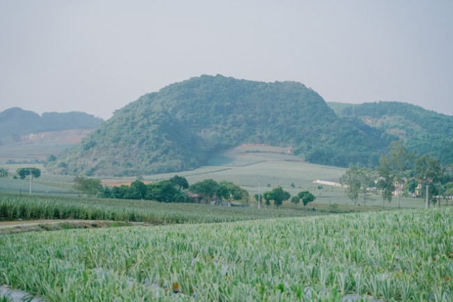 chekin, ninh binh, pineapple hill, pineapple season, poetic, ripe pineapple, vinlove.net, young people, the pineapple season has not yet come, but young people everywhere have invited each other to check in the romantic pineapple hill in ninh binh