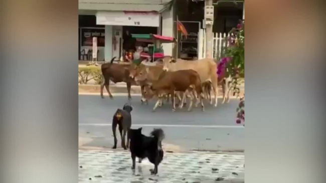 Chó rụng rời vì bị đàn bò phản công