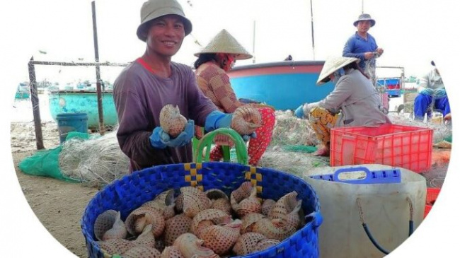 binh thuan, fat snail, fishermen, mui ne fishing village, phan thiet seafood, sesame snail, fisherman hit by sesame snail