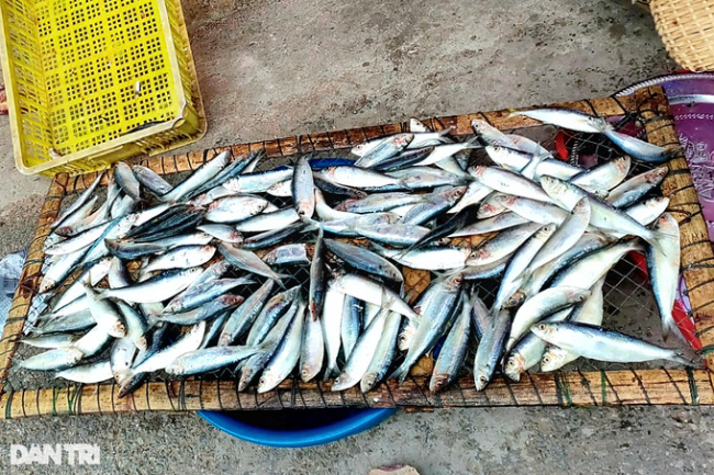 con temple festival, herring at the beginning of the year, herring season, hit herring season, grilling fish at the foot of a sacred temple in nghe an