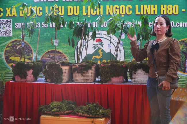 ginseng planting contest, kon tum, ngoc linh ginseng, panax, tu mo rong district, vinlove.net, farmers bring ngoc linh ginseng to the exam