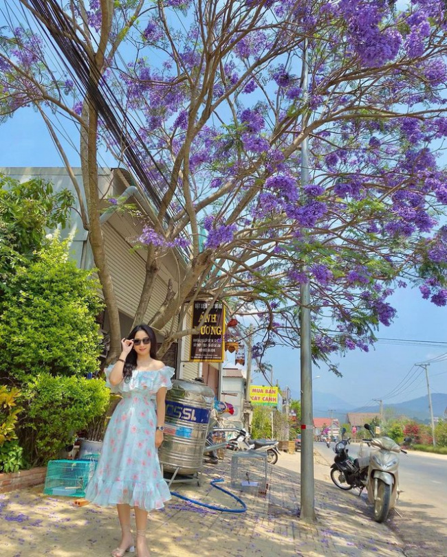 cherry blossoms, da lat market, hung vuong street, natural scenery, purple phoenix flower season, purple phoenix flowers, romantic scenery, tourists, traffic obstruction, out of cherry blossoms, da lat is about to enter the purple phoenix flower season, which is also beautiful