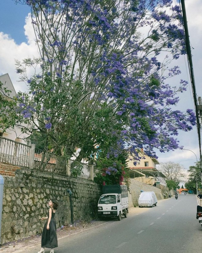 cherry blossoms, da lat market, hung vuong street, natural scenery, purple phoenix flower season, purple phoenix flowers, romantic scenery, tourists, traffic obstruction, out of cherry blossoms, da lat is about to enter the purple phoenix flower season, which is also beautiful