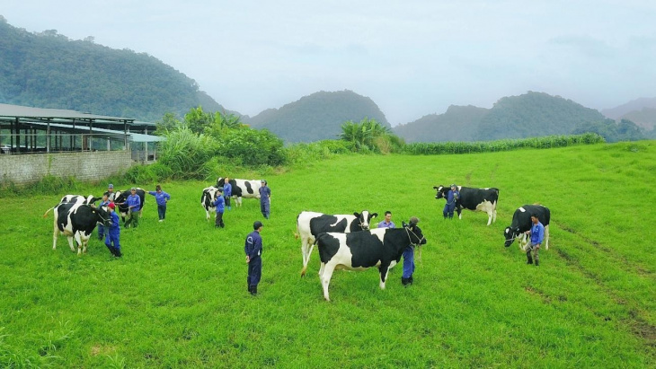 khám phá, điểm đến, du lịch mộc châu: khám phá “thiên đường bò sữa” xanh mướt tại việt nam