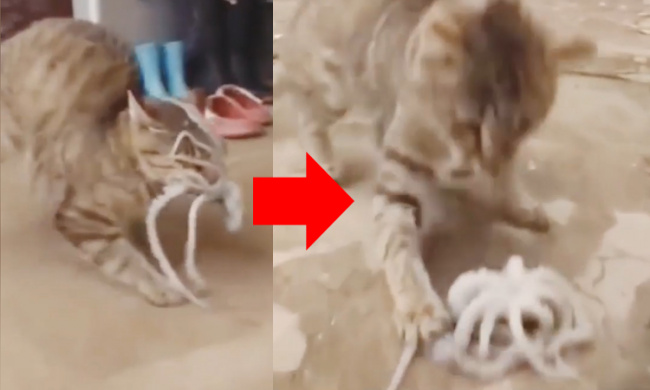 Mèo khổ sở vì bị bạch tuộc bám chặt vào mặt