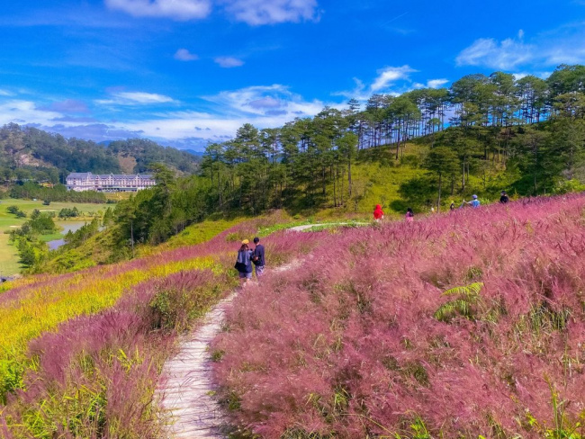 khám phá đồi cỏ hồng đà lạt – địa điểm dừng chân tuyệt đẹp 2023