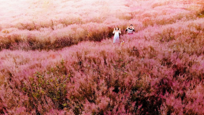 khám phá đồi cỏ hồng đà lạt – địa điểm dừng chân tuyệt đẹp 2023