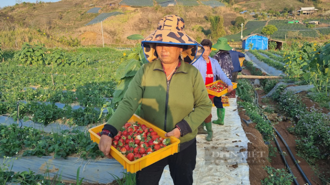 co noi commune, enrich, farmers become billionaires, grow strawberries, tan thao area, planting the original ripe red fruit, and picking it up with fatigue every day, farmers become billionaires
