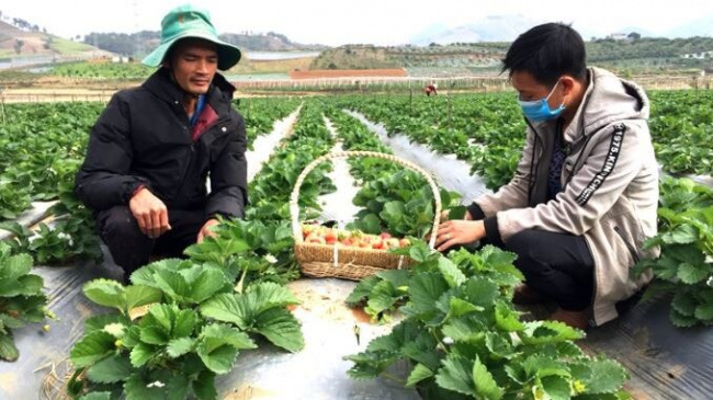 co noi commune, enrich, farmers become billionaires, grow strawberries, tan thao area, planting the original ripe red fruit, and picking it up with fatigue every day, farmers become billionaires