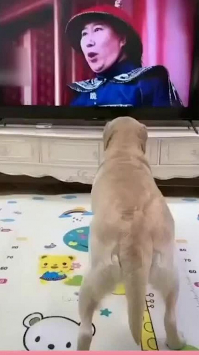 Chó quỳ lạy khi nghe khẩu lệnh trên tivi
