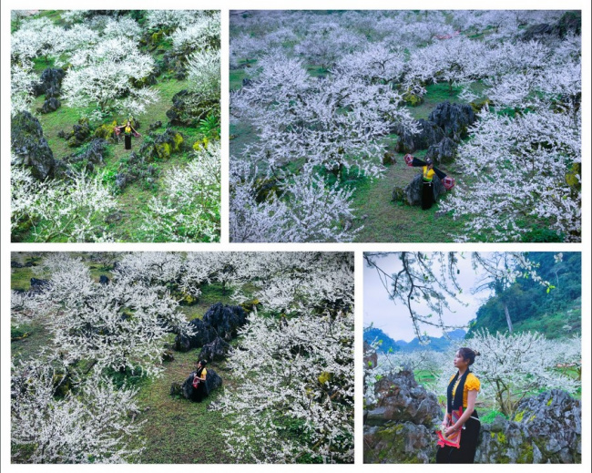 top những địa điểm chụp ảnh hoa mận mộc châu đẹp nhất