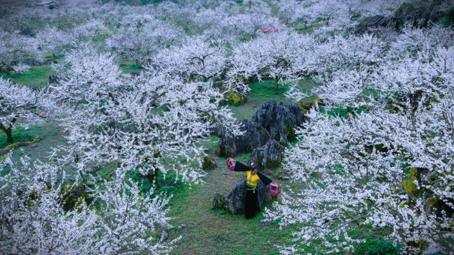 top những địa điểm chụp ảnh hoa mận mộc châu đẹp nhất