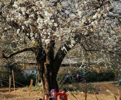 development potential, hoang lien son, old tree, photographer, spring on ta chi nhu with the pure white color of “blossom apple tree”