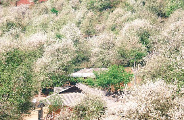 development potential, hoang lien son, old tree, photographer, spring on ta chi nhu with the pure white color of “blossom apple tree”