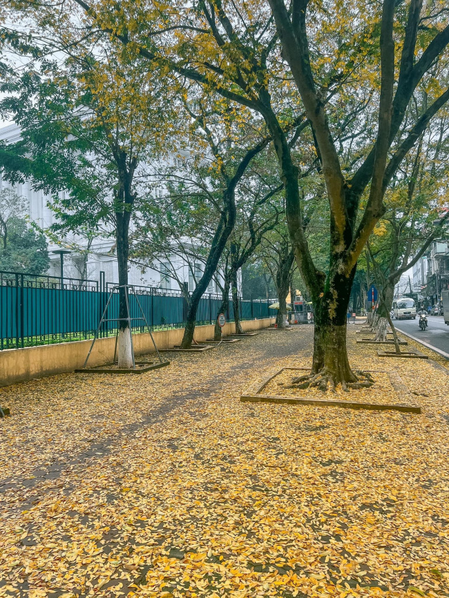 falling leaves season, hanoi heaven, hoang hoa phat, new hanoi, at the beginning of spring, in hanoi, there was a place where the yellow leaves fell beautifully, causing people to rush to check-in.