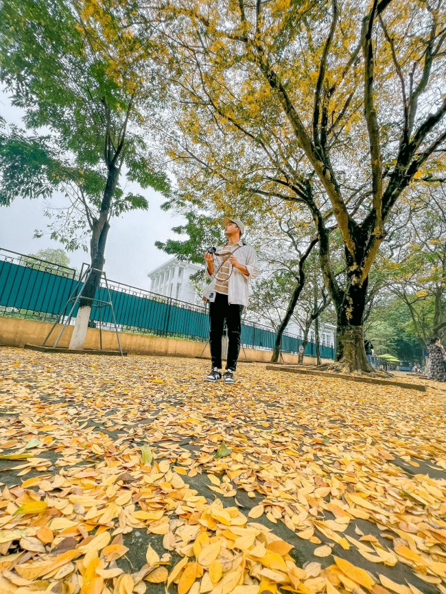 falling leaves season, hanoi heaven, hoang hoa phat, new hanoi, at the beginning of spring, in hanoi, there was a place where the yellow leaves fell beautifully, causing people to rush to check-in.