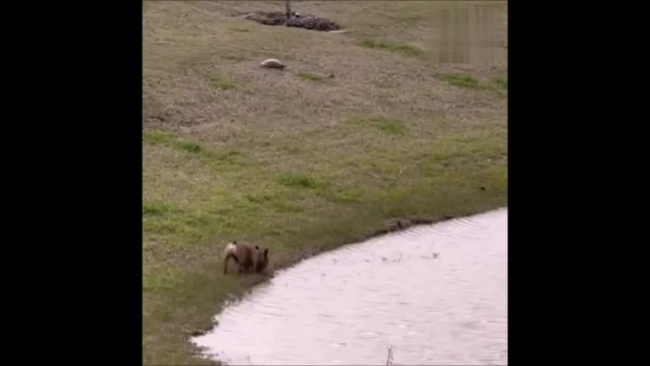 Cún đẩy rùa xuống hồ