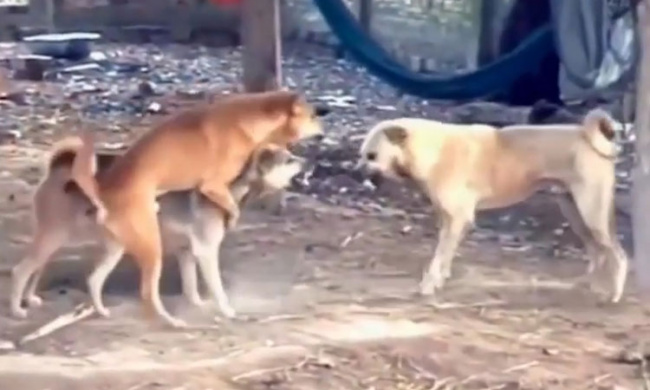 Hai chú chó hợp sức đấu võ mồm với đối thủ