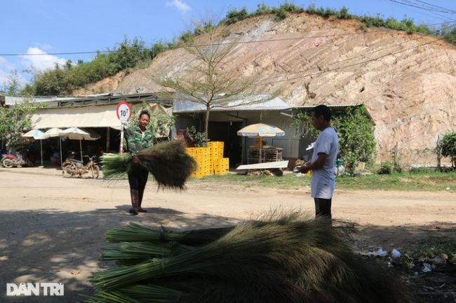 buy and sell, dak nong, forest fire, poverty reduction, go to the forest to collect buds and sell them, earn half a million dong a day