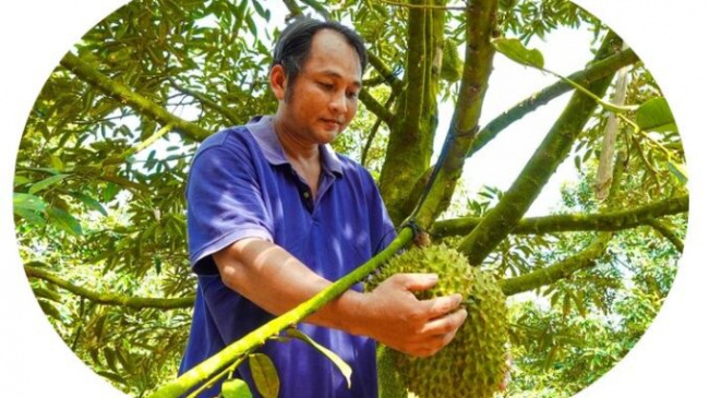 cai be district, cai lay district, durian, durian exported abroad increased to a record price, farmers immediately profited billions