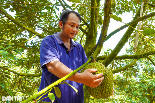 cai be district, cai lay district, durian, durian exported abroad increased to a record price, farmers immediately profited billions