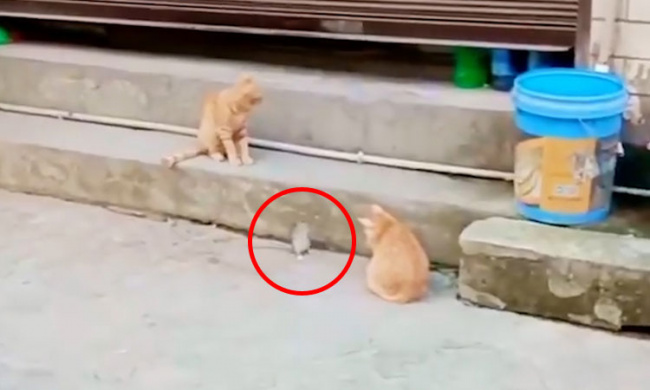 Chuột giả vờ ngất khi đối đầu hai con mèo