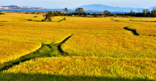 top 10 bài thơ viết về cánh đồng lúa quê hương hay nhất