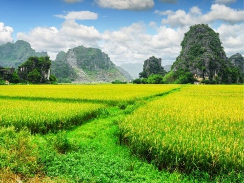 top 10 bài thơ viết về cánh đồng lúa quê hương hay nhất