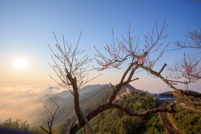 ancient trees, northern mountainous region, ta xua is surprisingly beautiful in the colorful peach blossom season among the sea of ​​​​clouds, the virtual life enthusiasts are excited to go hunting together
