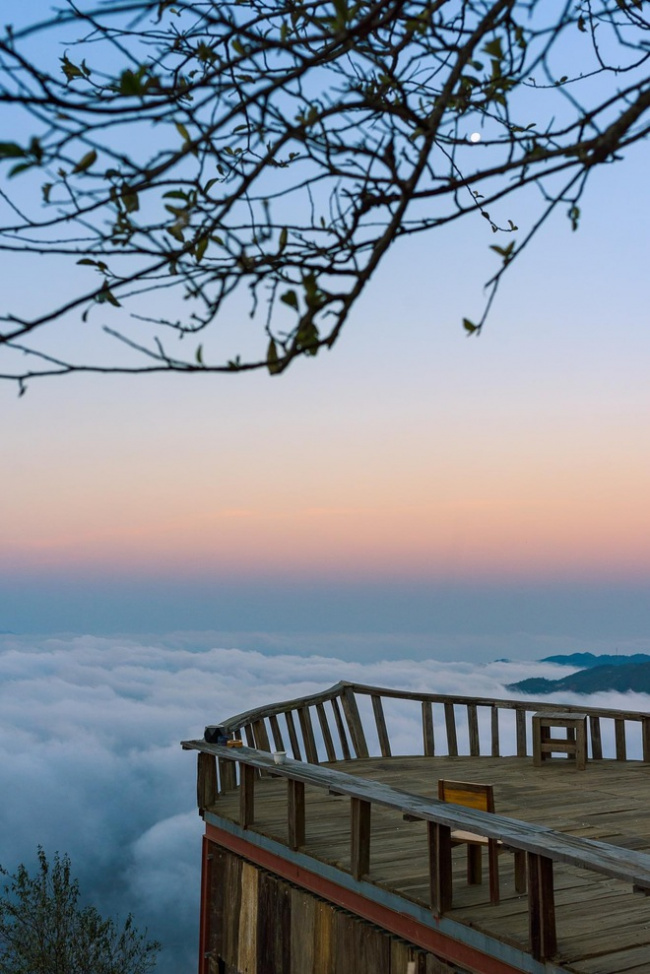 ancient trees, northern mountainous region, ta xua is surprisingly beautiful in the colorful peach blossom season among the sea of ​​​​clouds, the virtual life enthusiasts are excited to go hunting together