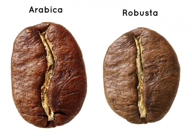 kinh nghiệm, kinh doanh, cafe robusta là gì? hương vị, giá bán và cách pha chuẩn ngon