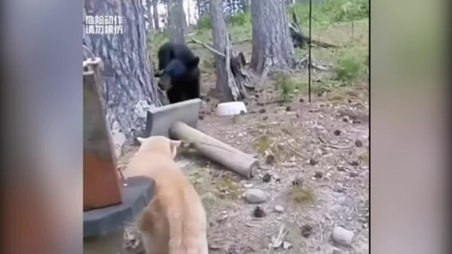 Gấu trèo lên cây lánh nạn vì bị mèo đuổi