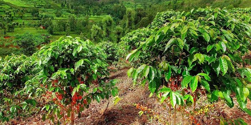 Tất tần tật quy trình sản xuất cà phê rang xay (6 bước)